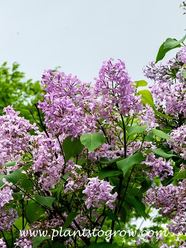 Excel Lilac Syringa a hyacinthia)